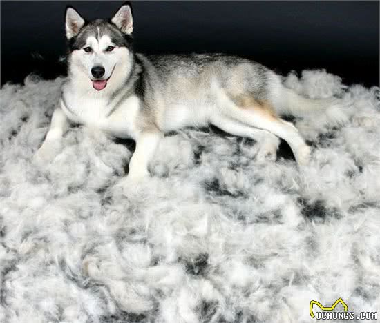 狗狗换毛期的保护和清洁注意事项,让您的狗狗轻松换装!