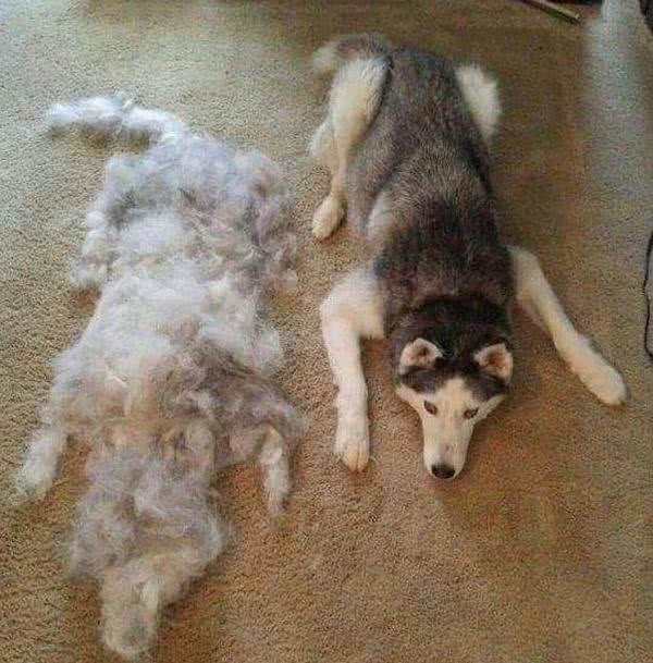 狗狗换毛期的保护和清洁注意事项,让您的狗狗轻松换装!