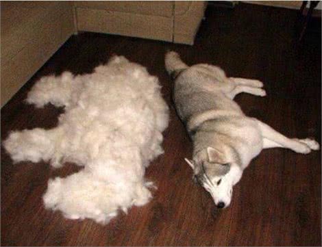 狗狗换毛期的保护和清洁注意事项,让您的狗狗轻松换装!