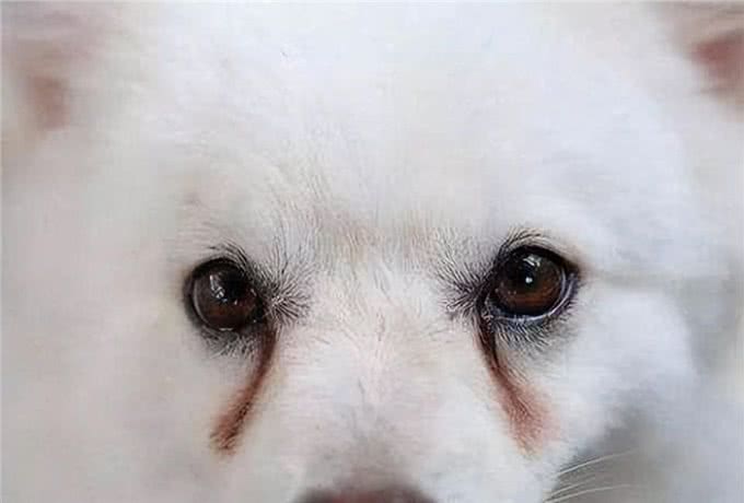 狗狗有泪痕不仅不健康还丑!解决办法如下