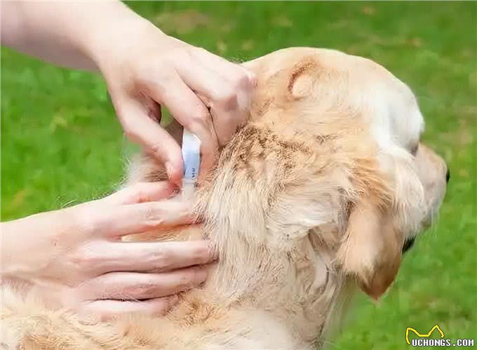 狗狗有泪痕不仅不健康还丑!解决办法如下
