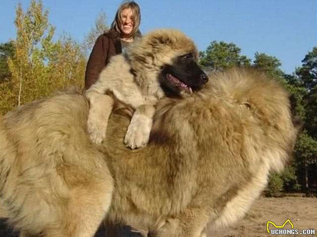 世界上五种大型猛犬，最后一种被视为国宝，凶悍异常!