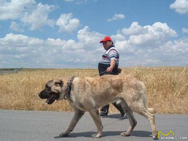 世界上五种大型猛犬，最后一种被视为国宝，凶悍异常!