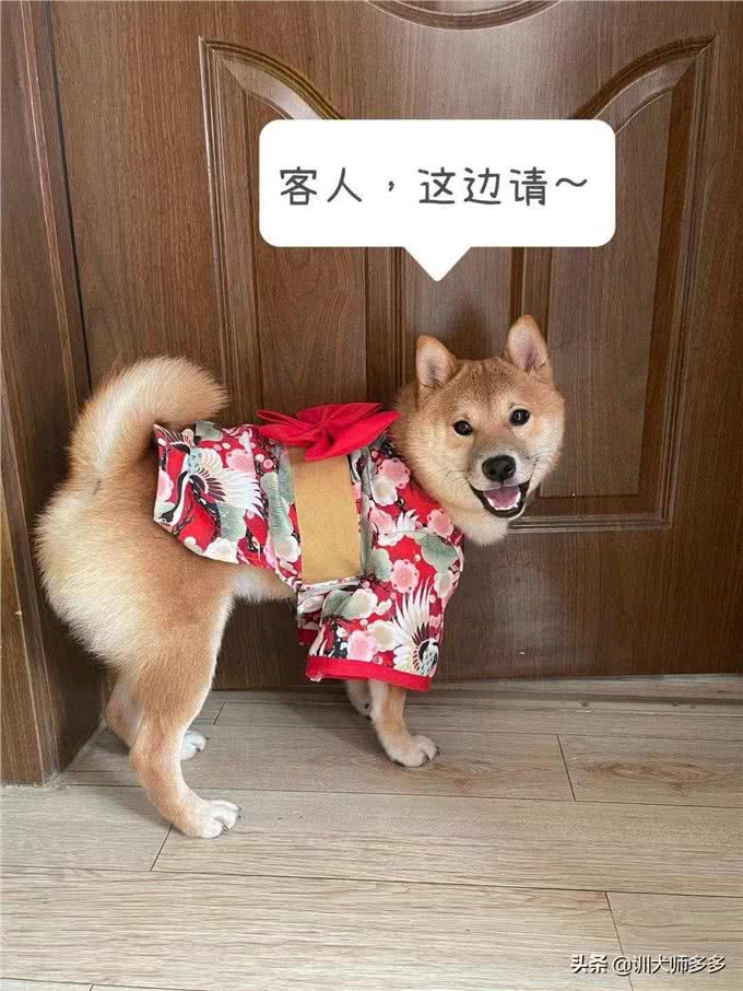 狗狗出去玩太疯太野?让狗快速冷静有注意力的两大方法