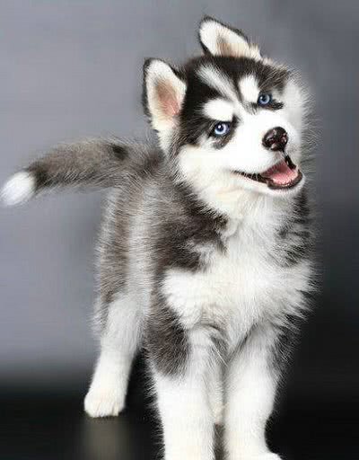 看到这只哈士奇，网友直呼，少给它看点书，眼圈都黑成这样了