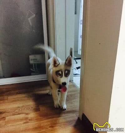 看到这只哈士奇，网友直呼，少给它看点书，眼圈都黑成这样了