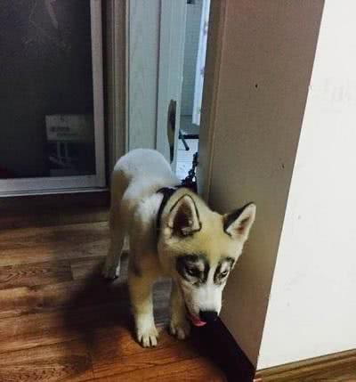 看到这只哈士奇，网友直呼，少给它看点书，眼圈都黑成这样了