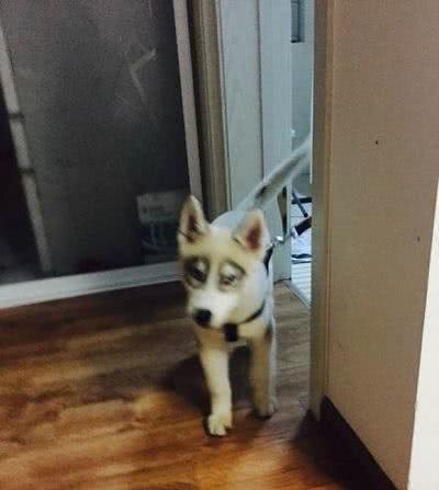 看到这只哈士奇，网友直呼，少给它看点书，眼圈都黑成这样了