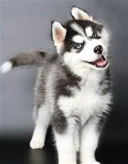 看到这只哈士奇，网友直呼，少给它看点书，眼圈都黑成这样了