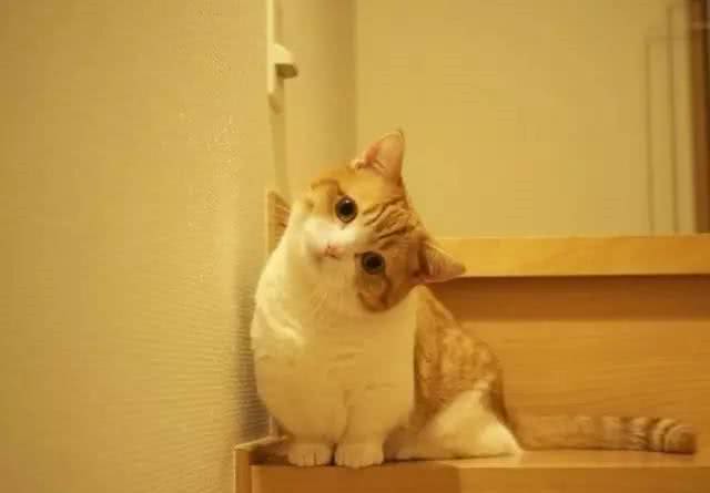 猫界的柯基｜小短腿儿曼基康