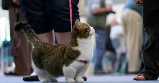 猫界的柯基｜小短腿儿曼基康