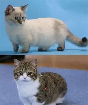 猫界的柯基｜小短腿儿曼基康