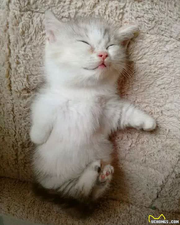 猫界的柯基｜小短腿儿曼基康