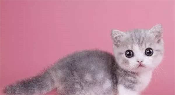 猫界的柯基｜小短腿儿曼基康