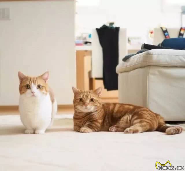 猫界的柯基｜小短腿儿曼基康