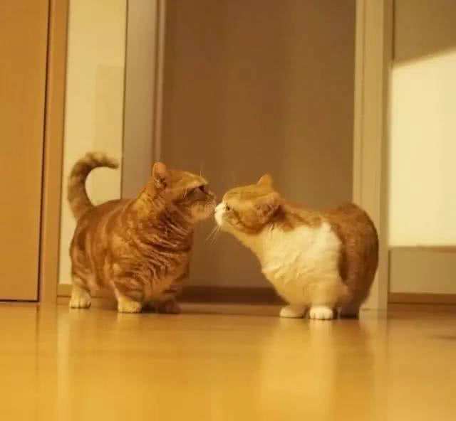 猫界的柯基｜小短腿儿曼基康