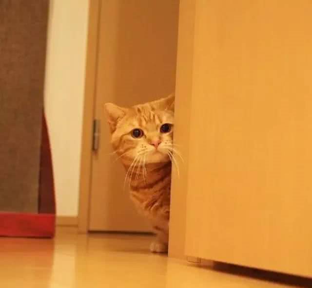 猫界的柯基｜小短腿儿曼基康