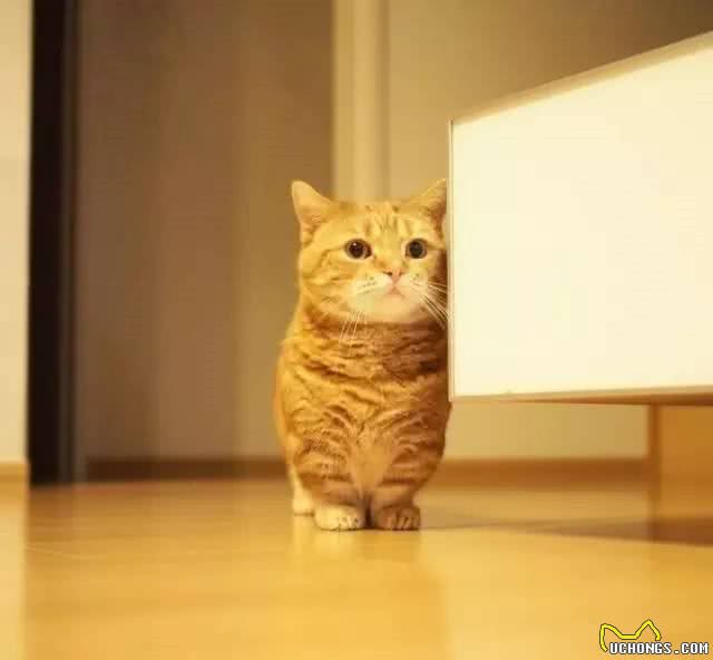 猫界的柯基｜小短腿儿曼基康