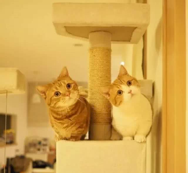 猫界的柯基｜小短腿儿曼基康