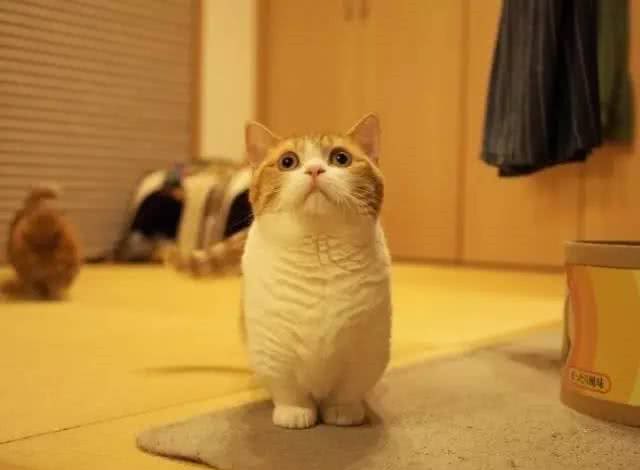 猫界的柯基｜小短腿儿曼基康