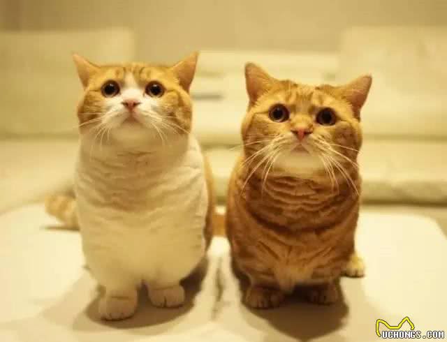 猫界的柯基｜小短腿儿曼基康