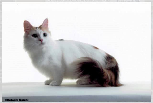 猫界的柯基｜小短腿儿曼基康