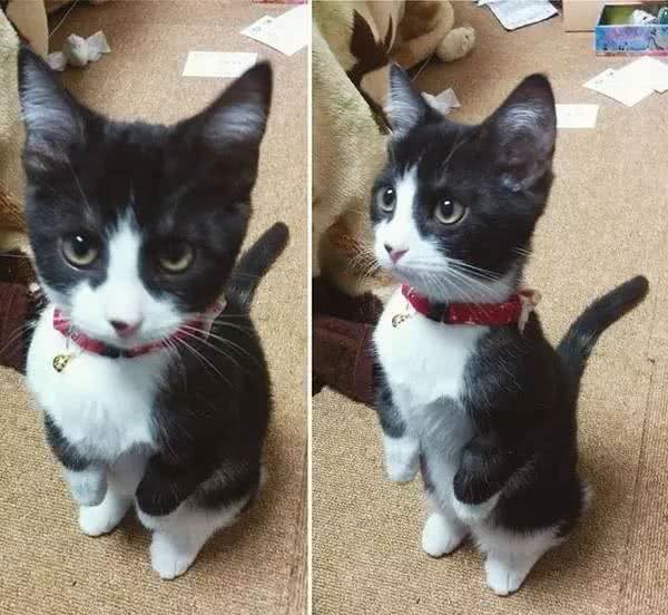 猫界的柯基｜小短腿儿曼基康