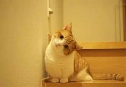 猫界的柯基｜小短腿儿曼基康