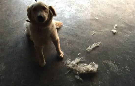 养金毛的繁琐事儿，你遇到了没?