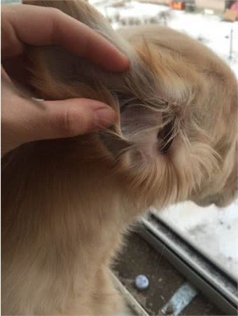 养金毛的繁琐事儿，你遇到了没?