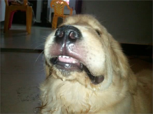 养金毛的繁琐事儿，你遇到了没?