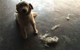 养金毛的繁琐事儿，你遇到了没?