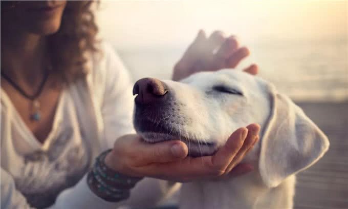 偷偷跟你说:狗狗这些地方要多摸，它会更喜欢你