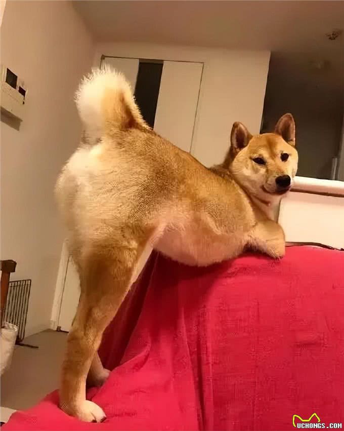 偷偷跟你说:狗狗这些地方要多摸，它会更喜欢你