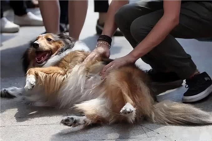 偷偷跟你说:狗狗这些地方要多摸，它会更喜欢你