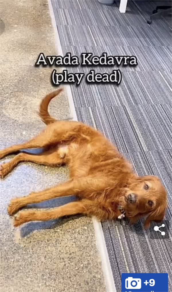 加拿大华裔女生用魔法咒语训练自家狗!网友：太酷啦!