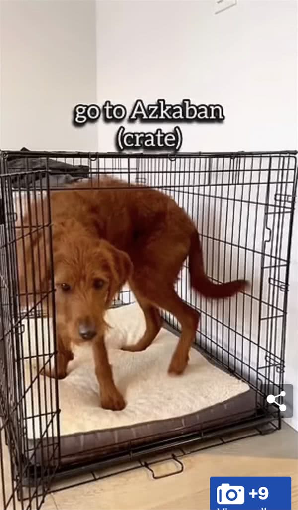 加拿大华裔女生用魔法咒语训练自家狗!网友：太酷啦!