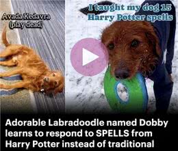 加拿大华裔女生用魔法咒语训练自家狗!网友：太酷啦!