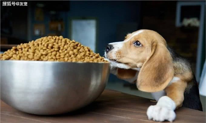 狗狗想变壮!狗狗吃什么才能变壮?真的有猛犬套餐吗?