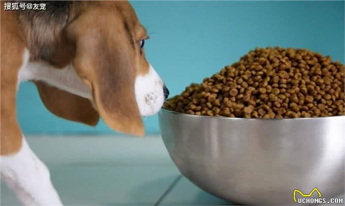 狗狗想变壮!狗狗吃什么才能变壮?真的有猛犬套餐吗?