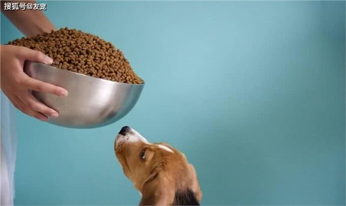 狗狗想变壮!狗狗吃什么才能变壮?真的有猛犬套餐吗?