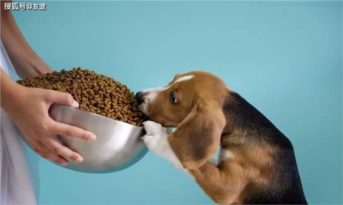 狗狗想变壮!狗狗吃什么才能变壮?真的有猛犬套餐吗?