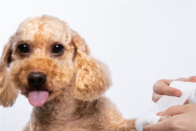 狗狗这些常见的伤病，不去医院也行