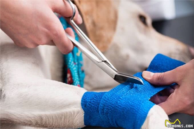 狗狗这些常见的伤病，不去医院也行