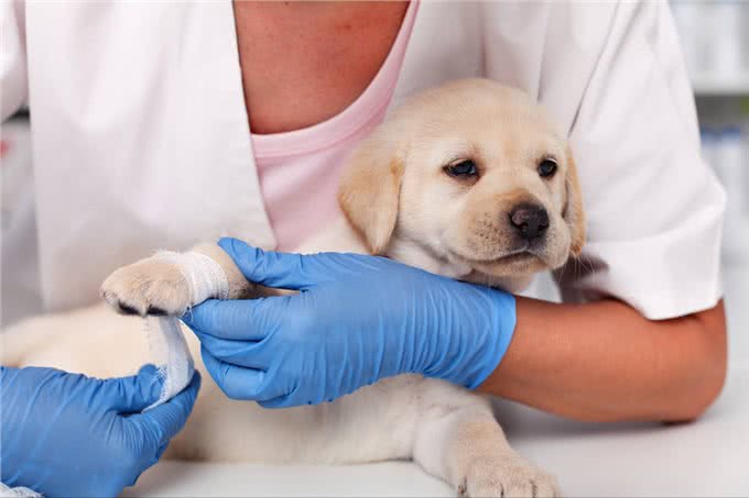 狗狗这些常见的伤病，不去医院也行