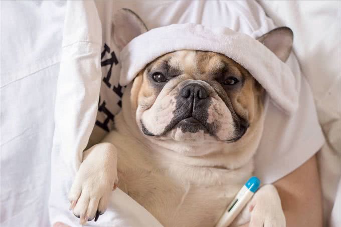 狗狗这些常见的伤病，不去医院也行