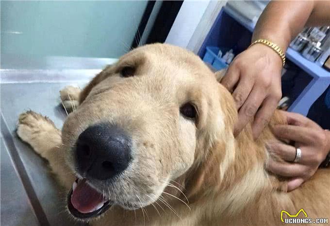 狗狗这些常见的伤病，不去医院也行