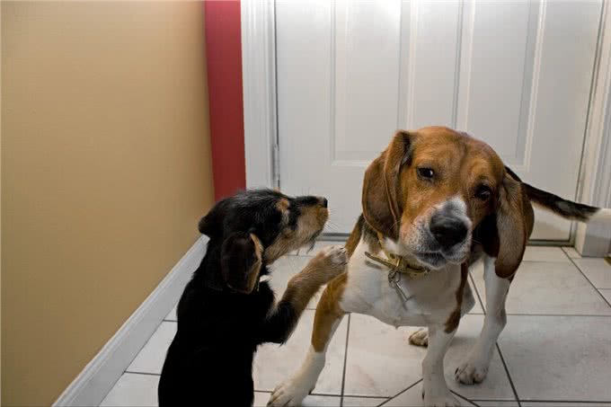 狗狗这些常见的伤病，不去医院也行