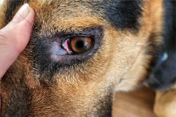 狗狗这些常见的伤病，不去医院也行