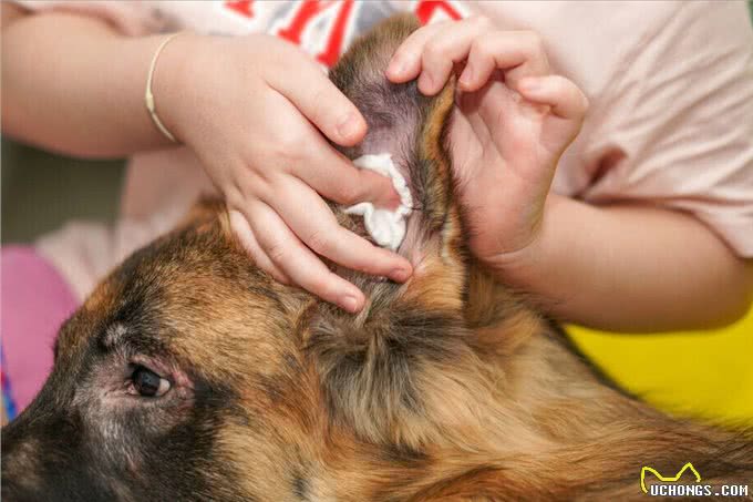 狗狗这些常见的伤病，不去医院也行